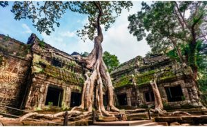 Jour 7. Siem Reap Visite de Bayon, comprend un arrêt à Baphuon, au temple Phimeanakas, au Palais Royal et à la Terrasse des Eléphants. Continuation vers Ta Prohm et des ruines de Preah Khan. Visite du jardin des fleurs à Phnom Kroim et le coucher du soleil à Phnom Kroim.